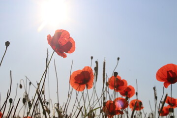 Mohnblumen auf einem Feld mit der Sonne im Hintergrund