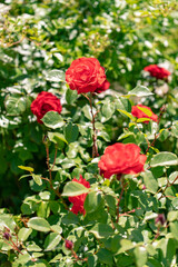 初夏のローズガーデンに咲くバラの花