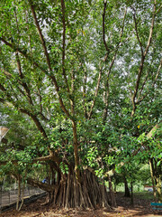 Beautiful Ficus elastica roxb tree. ex hornem beautifying the park Windmills in the city.