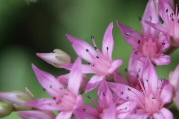Fototapeta na wymiar beautiful purple and pink flowers