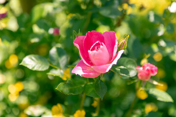初夏のローズガーデンに咲くバラの花