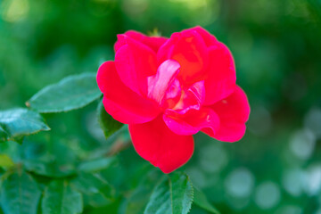 初夏のローズガーデンに咲くバラの花