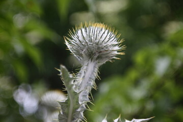 spiky round plant in natural lighting condition