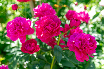 初夏のローズガーデンに咲くバラの花