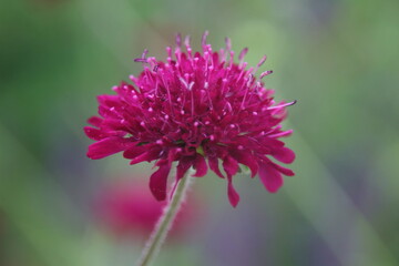 Red flower Allium sphaerocephalon in natural lighting condition