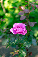 初夏のローズガーデンに咲くバラの花