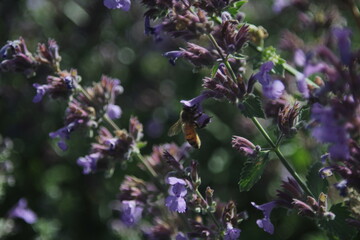 honey bee flying to the lavender
