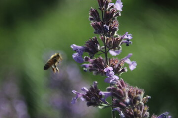 honey bee flying to the lavender