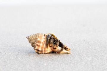 Hermit Crab