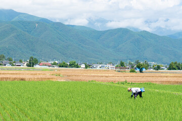 Obraz premium 田植え