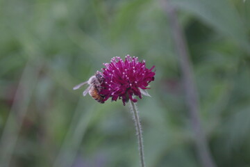 honey bee on a red flower