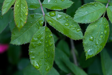 Fototapeta na wymiar Rose’s leaves with water drops close up, macro shot, selective focus