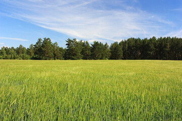 Obraz premium Green rye sprouts in the field
