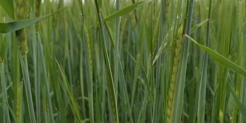 green grass background