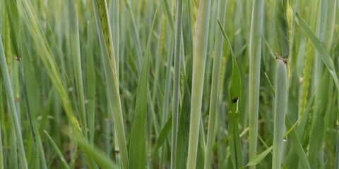 green grass background