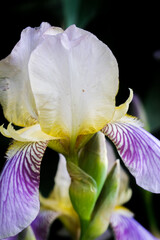 Irises flowers close up, macro shot, selective focus