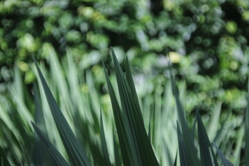 Fototapeta premium green pointy leaves with green background