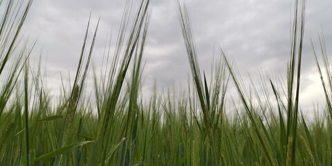 Obraz premium grass and water