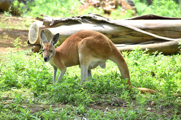 アカカンガルー