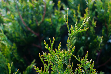 White cedar close up, small water drops, macro shot, selective focus