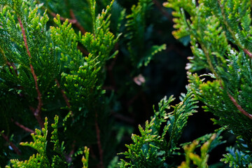 White cedar close up, small water drops, macro shot, selective focus