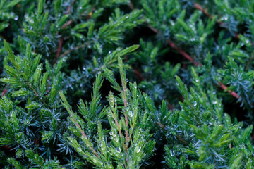 White cedar close up, small water drops, macro shot, selective focus