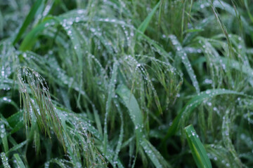 Fototapeta na wymiar Bright green grass with raindrops close up, macro shot, selective focus