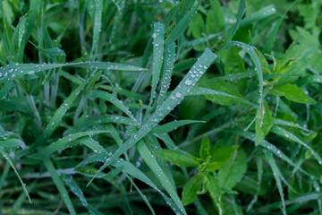 Bright green grass with raindrops close up, macro shot, selective focus