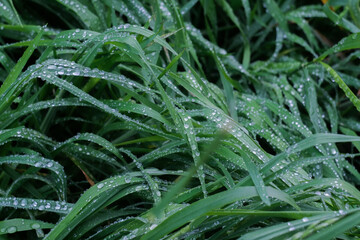 Bright green grass with raindrops close up, macro shot, selective focus