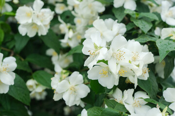 Obraz na płótnie Canvas Jasmine flowers close up, macro shot, selective focus.