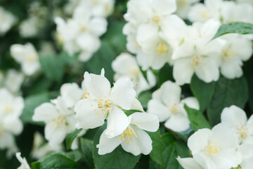 Jasmine flowers close up, macro shot, selective focus.