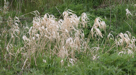 Last year's dry grass in green grass.