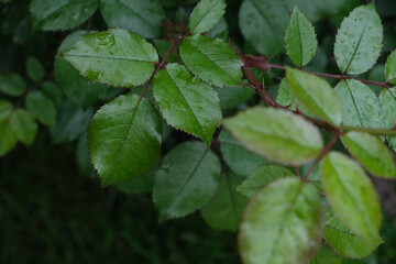 Green leaves of roses with water drops, close up shot, selective focus