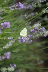 white butterfly or Cabbage White Pieris rapae on lavenders
