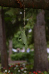 Leaf inside the border of trees