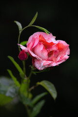 Heart shaped pink rose with raindrops on a black background