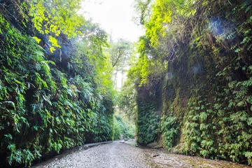 Foto op Canvas Fern canyon © Galyna Andrushko