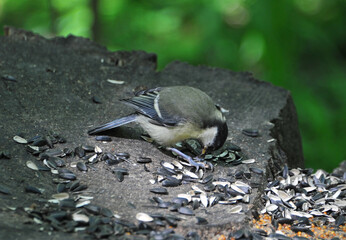Wild bird at the feeder in the forest