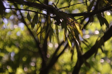 beans in natural lighting condition