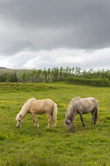Naklejka na ściany i meble Summer scene of Icelandic horses in big green field, Summer Iceland.