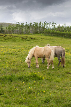 Summer scene of Icelandic horses in big green field, Summer Iceland.