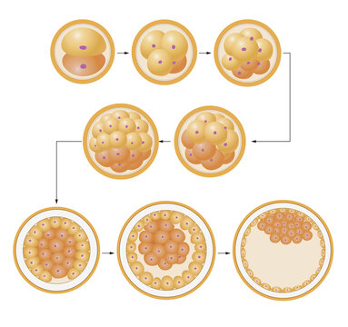 Segmentation of the ovum. The human body arises from the egg-cell