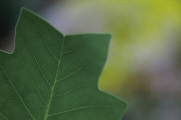 green leaves in natural lighting condition