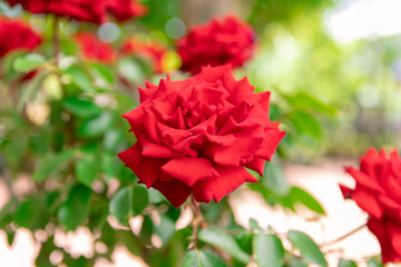 初夏のローズガーデンに咲くバラの花