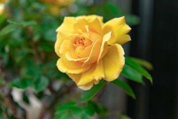 初夏のローズガーデンに咲くバラの花