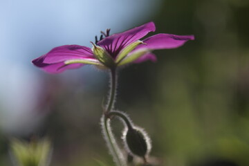 beautiful purple geranium in natural lighting condition