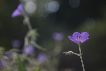 Fototapeta na wymiar Purple flower Anemone in natural lighting condition