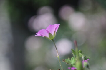 purple flower anemone 
