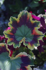 red and green leaf in natural lighting