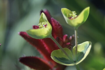 tiny red petals surrounded by shades of green
